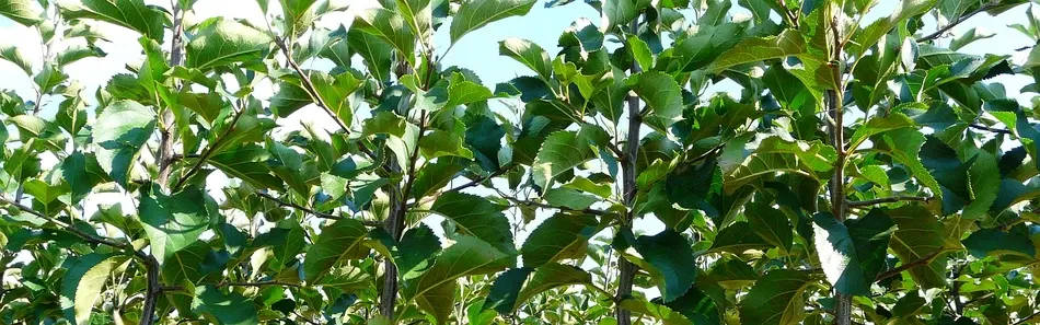 Puukool puuviljapuud õunapuud pirnipuud ploomipuud Poola - slaid 3