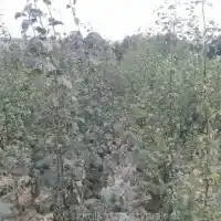 Puukool puud põõsad puuviljad õunapuud pirnipuud ploomipuud maguskirsid Poola
