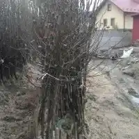 Puukool puud põõsad puuviljad õunapuud pirnipuud ploomipuud maguskirsid Poola - galerii 14